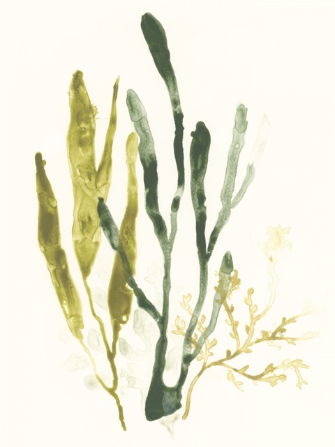 Kelp Collection I