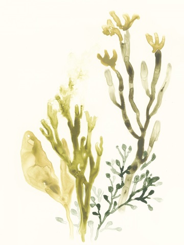Kelp Collection II