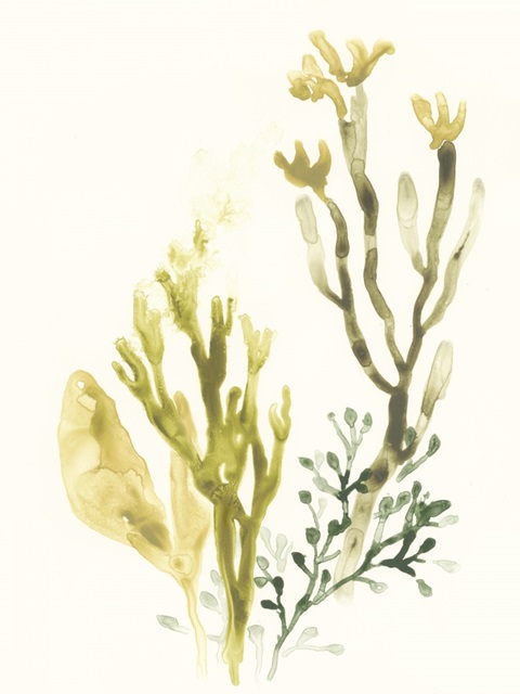 Kelp Collection II