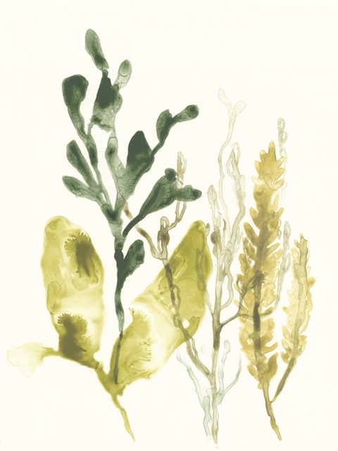 Kelp Collection III