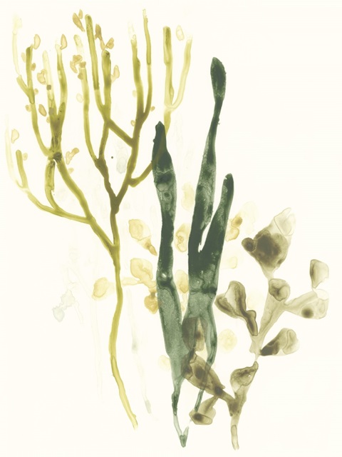 Kelp Collection V