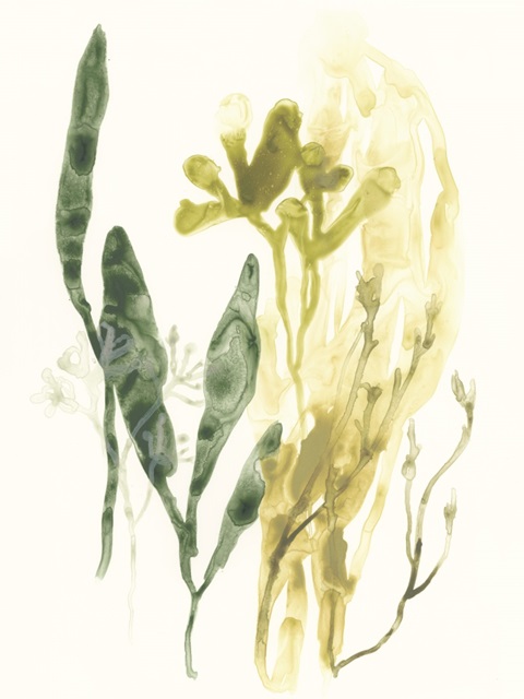 Kelp Collection VI
