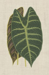 Leaves on Linen III