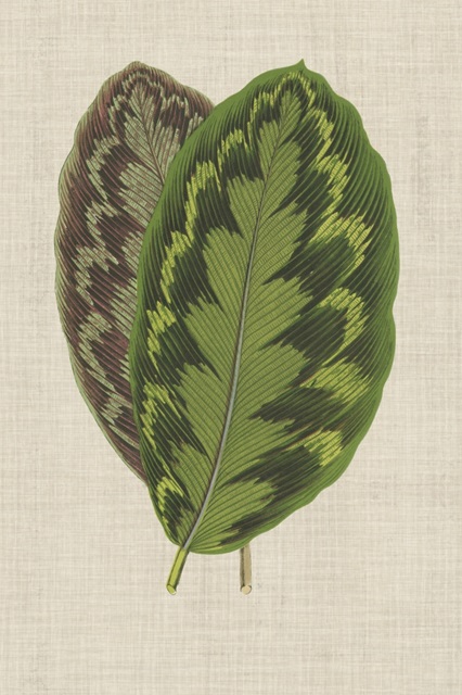 Leaves on Linen IV