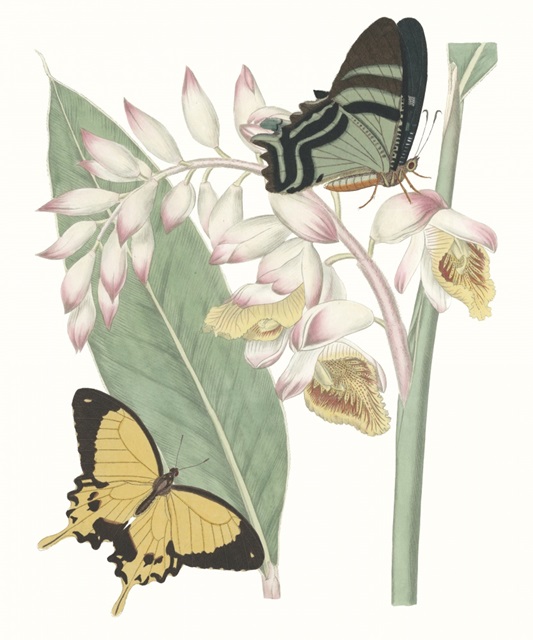 Les Papillons I