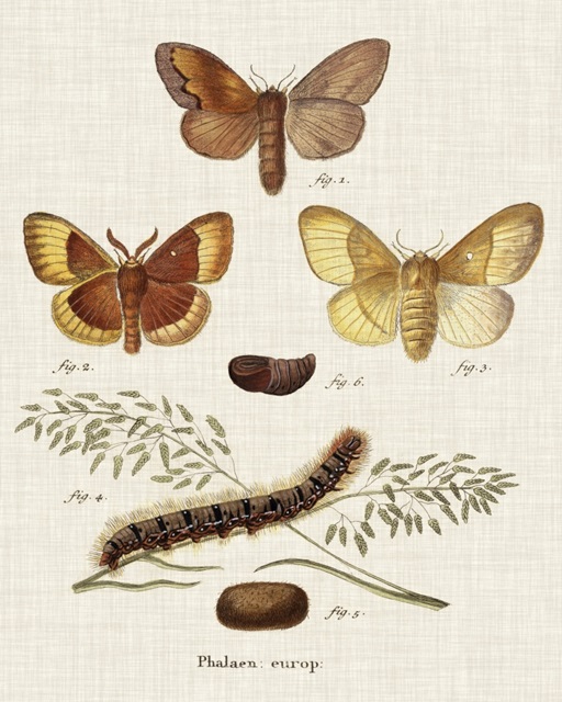 Life Cycle of a Moth I