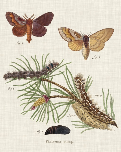 Life Cycle of a Moth II