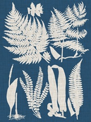 Linen and Blue Ferns I