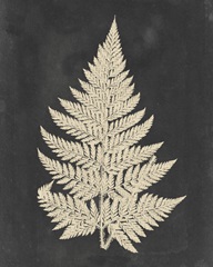 Linen Fern I
