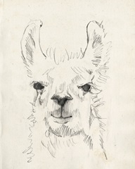 Llama Portrait I