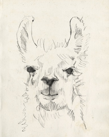 Llama Portrait I