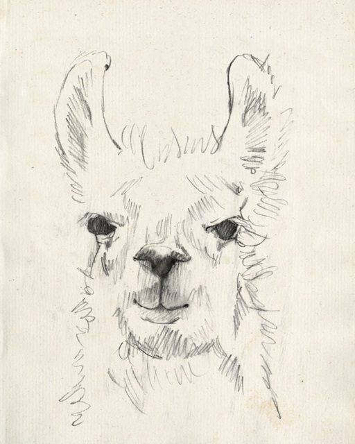 Llama Portrait I