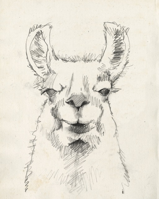 Llama Portrait II