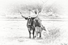 Longhorn and Baby