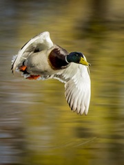 Mallard Flight I
