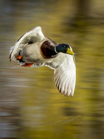 Mallard Flight I