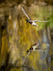 Mallard Flight II