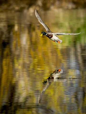 Mallard Flight II