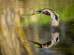 Mallard Flight III