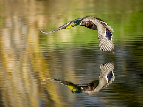 Mallard Flight III