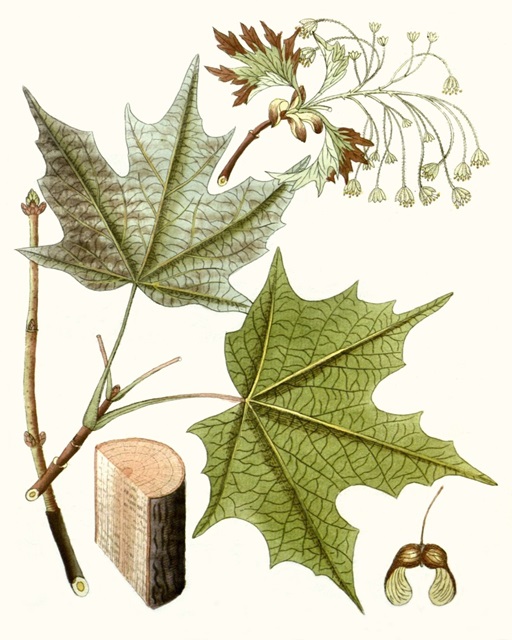 Maple Leaves III