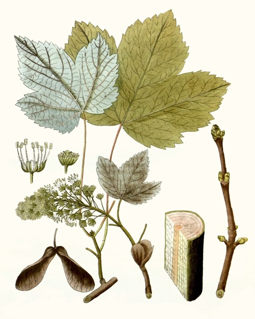 Maple Leaves IV