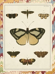 Marble Butterflies II