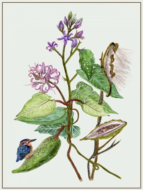 Metaplexis Japonica II