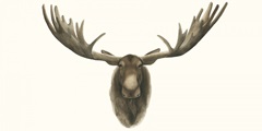 Moose Bust