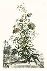 Munting Garden Varieties I