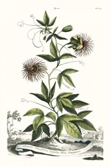 Munting Garden Varieties II