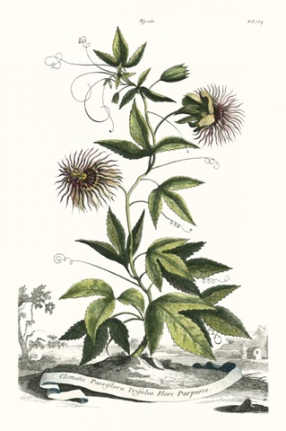 Munting Garden Varieties II