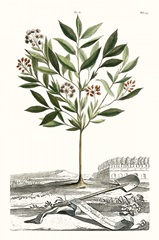 Munting Garden Varieties III