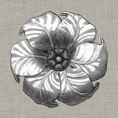 Neutral Rosette Detail III