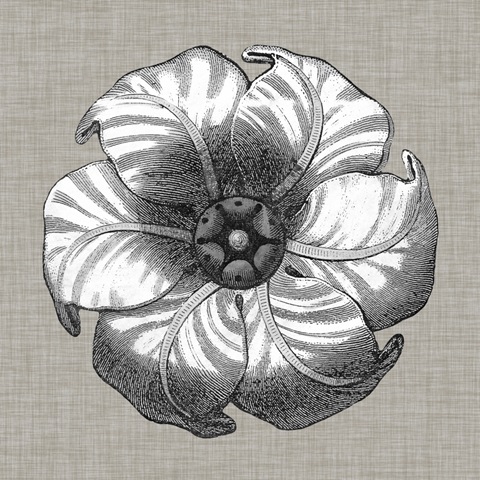 Neutral Rosette Detail III