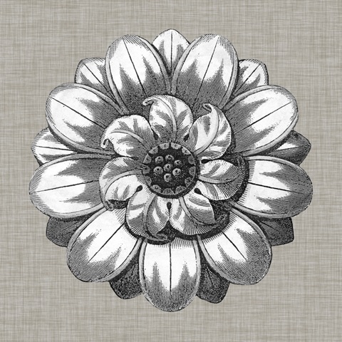 Neutral Rosette Detail IV