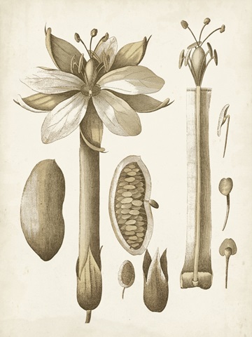 Ochre Botanical I