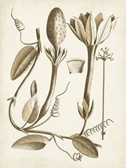 Ochre Botanical IV