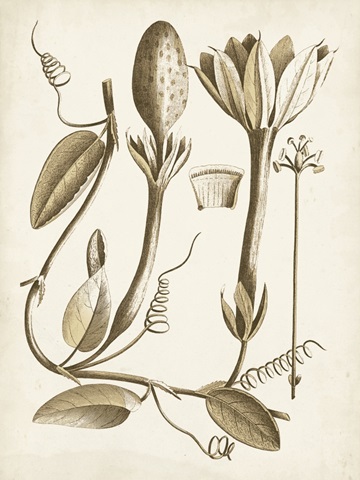 Ochre Botanical IV
