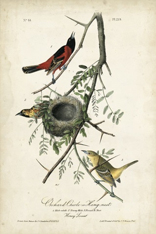Orchard Orioles