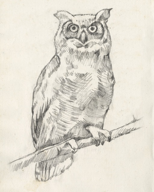 Owl Portrait I