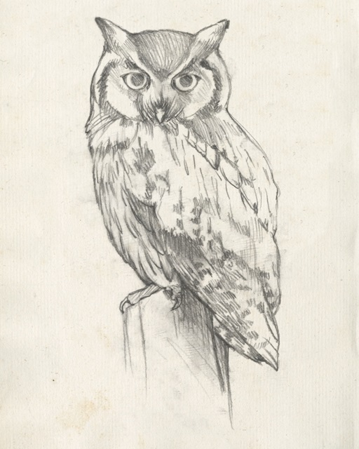 Owl Portrait II