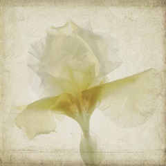 Parchment Flowers IX