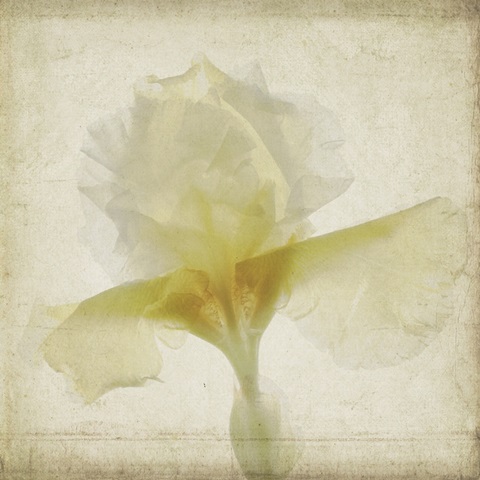 Parchment Flowers IX