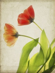 Parchment Flowers VI