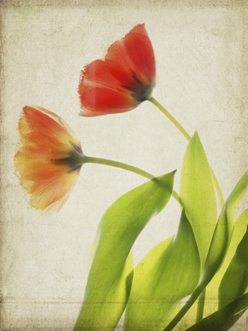 Parchment Flowers VI