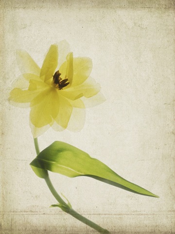 Parchment Flowers VII