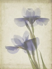 Parchment Flowers VIII