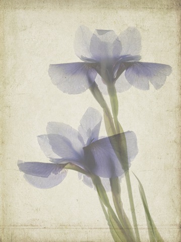 Parchment Flowers VIII