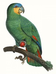 Parrot of the Tropics I